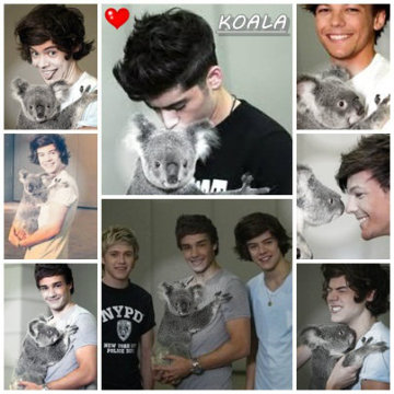 onedirectionandkoala